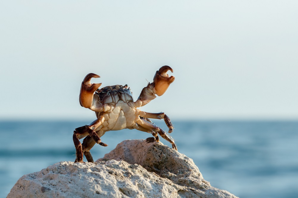 avoiding-the-crab-mentality-how-local-government-leaders-can-lend-a